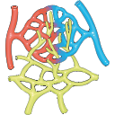 Capillary Network Anatomy 2