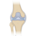 A Normal Knee Joint