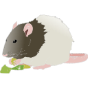 192 Adult Hooded Rat Eating