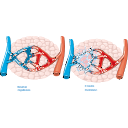 Edema Formation Mechanism