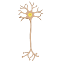 Multipolar Neuron