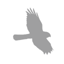 Raptor Bird Of Prey Svg