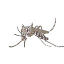 Free Scientific Illustration Of Tick Feeding Day 5