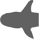 78 Shark