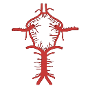 Circle Of Willis