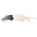 187 Adult Hooded Rat Running