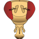 39 Drosophila Head Front Master
