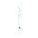 397 Ca1 Pyramidal Neuron