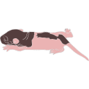 198 Rat Pup P5