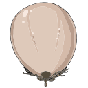 Free Scientific Illustration Of Tick Nymph Feeding Day 4